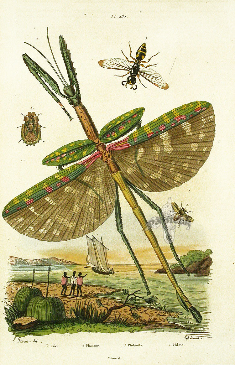 Guerin-Meneville Natural History Butterfly Prints 1836