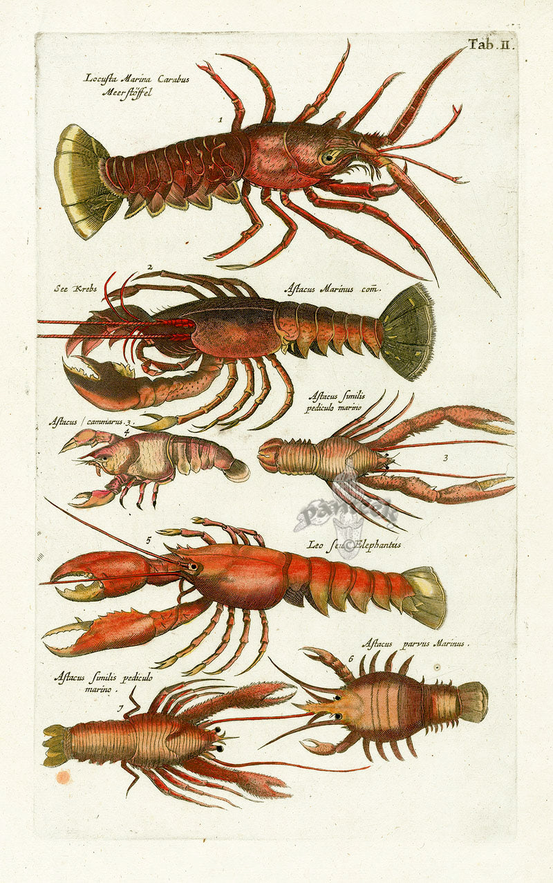 Johnston Merian Fish, Shell Engravings 1657