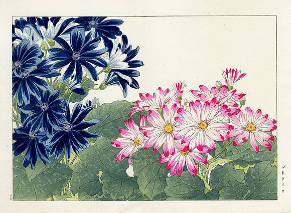 Konan Tanigami Western Flowers