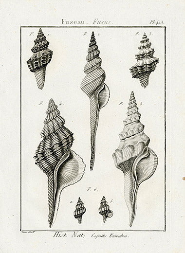 Lamarck & Redoute Black & White Shells 1757