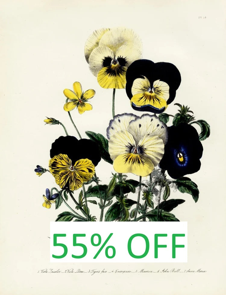 Jane Web Loudon Botanicals 1840