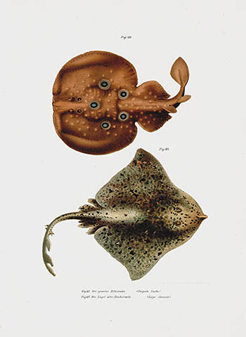 Leopold Fitzinger Fish Prints 1864