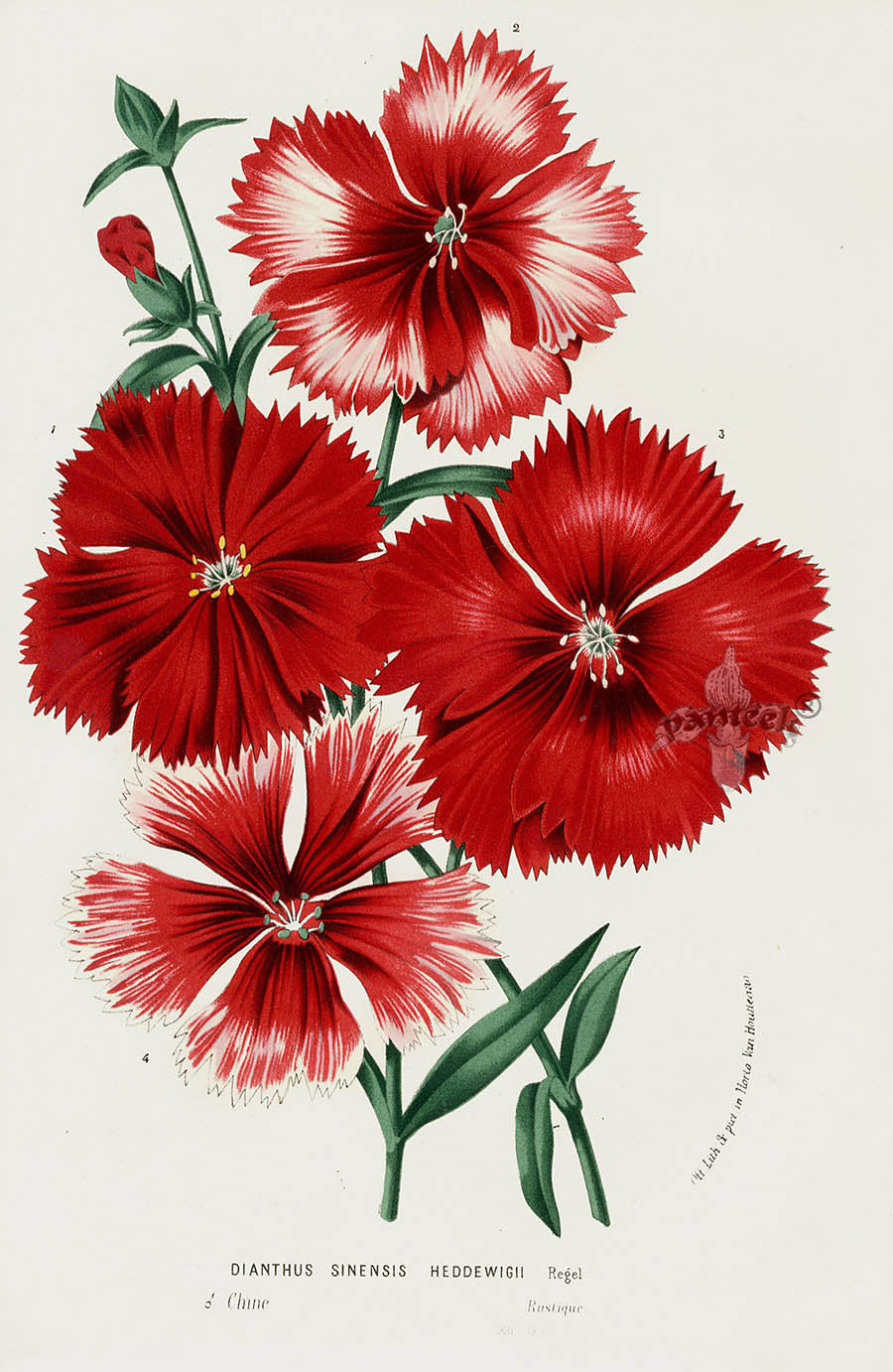 Van Houtte, Lemaire 1845 Flore de Serres Antique Botanical Prints