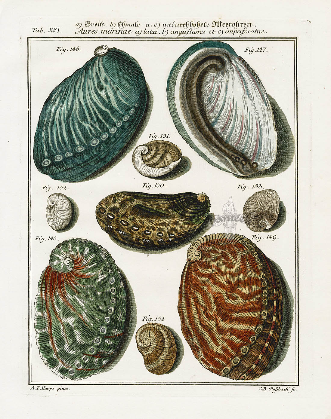 Martini Shell Engravings 1766
