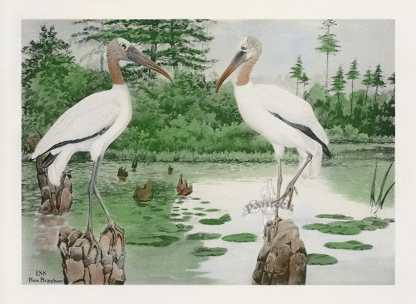 Rex Brasher Bird Prints 1930 Original