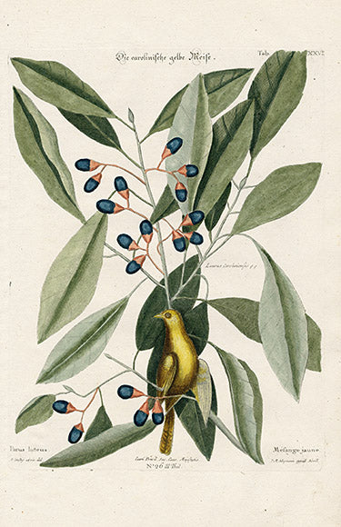 Mark Catesby-Seligmann 1768-Carolina