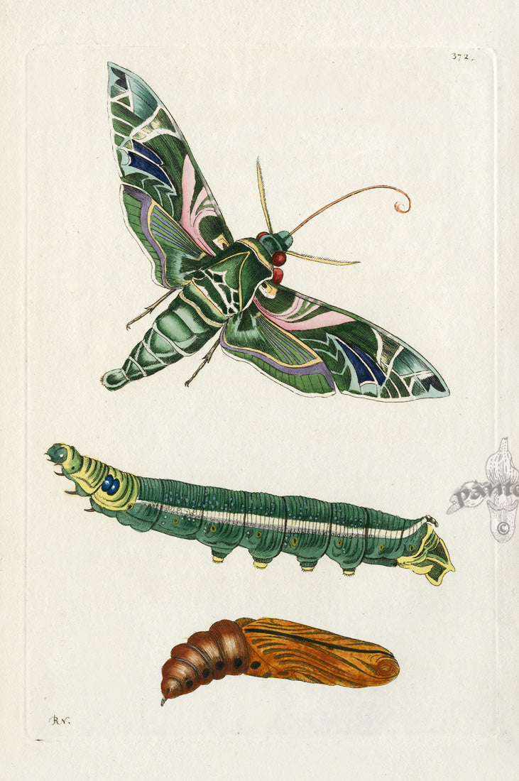 Shaw & Nodder Original Insect Prints 1795