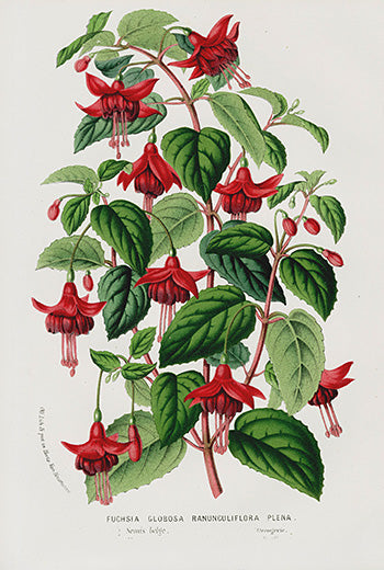 Van Houtte, Lemaire 1845 Flore de Serres