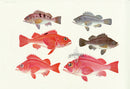 Aquatic Fish Pacific Seabream - Panteek Antique Prints