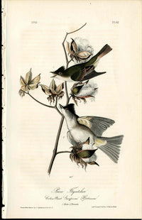 Audubon Original 1840 Pewee Flycatcher, Cotton Print