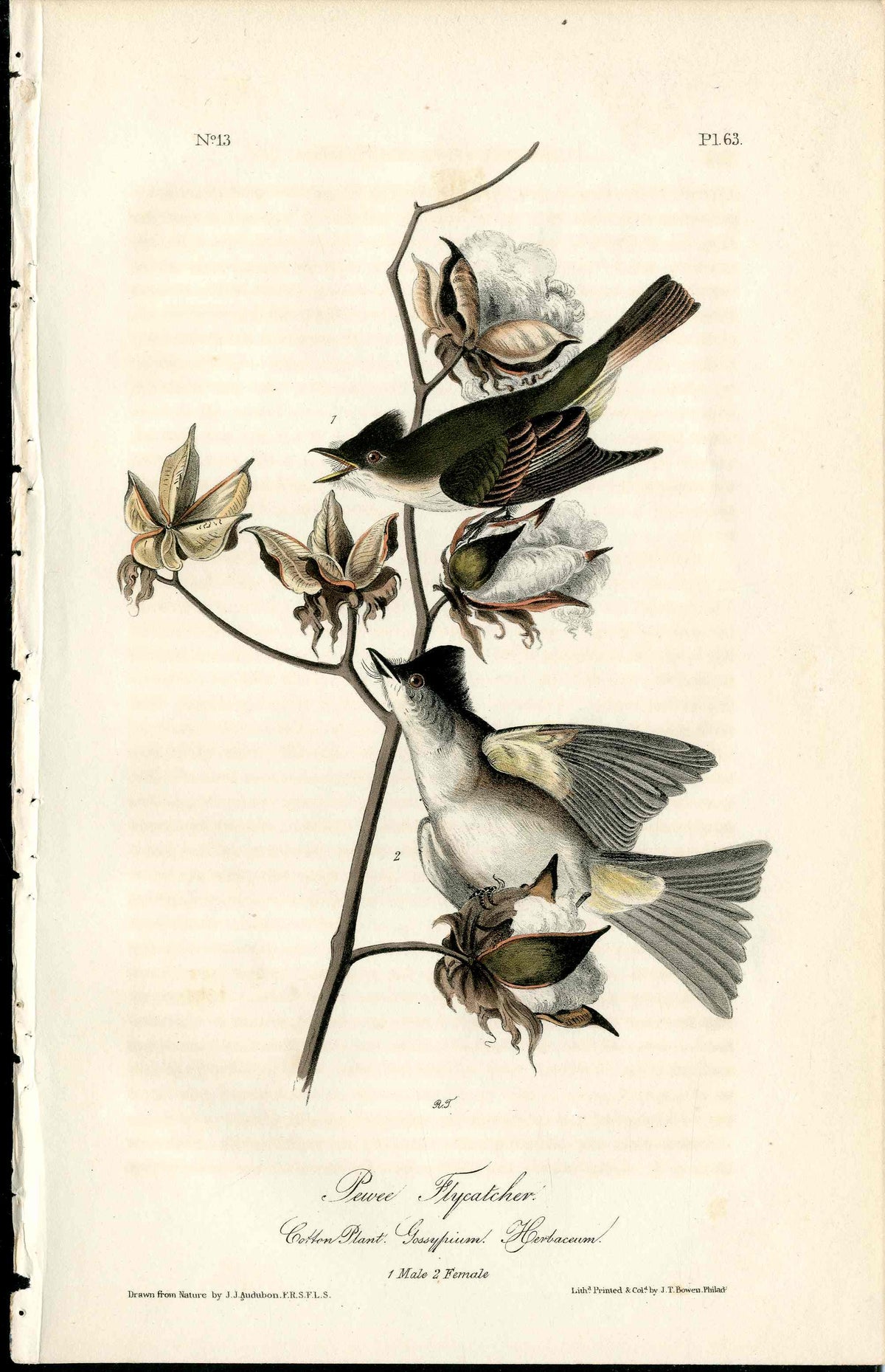 Audubon Original 1840 Pewee Flycatcher, Cotton Print
