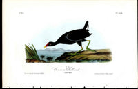 Audubon Birds 1840 Common Gallinule - Panteek Antique Prints