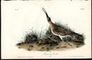 Audubon Birds 1840 Hudsonian Curlew - Panteek Antique Prints