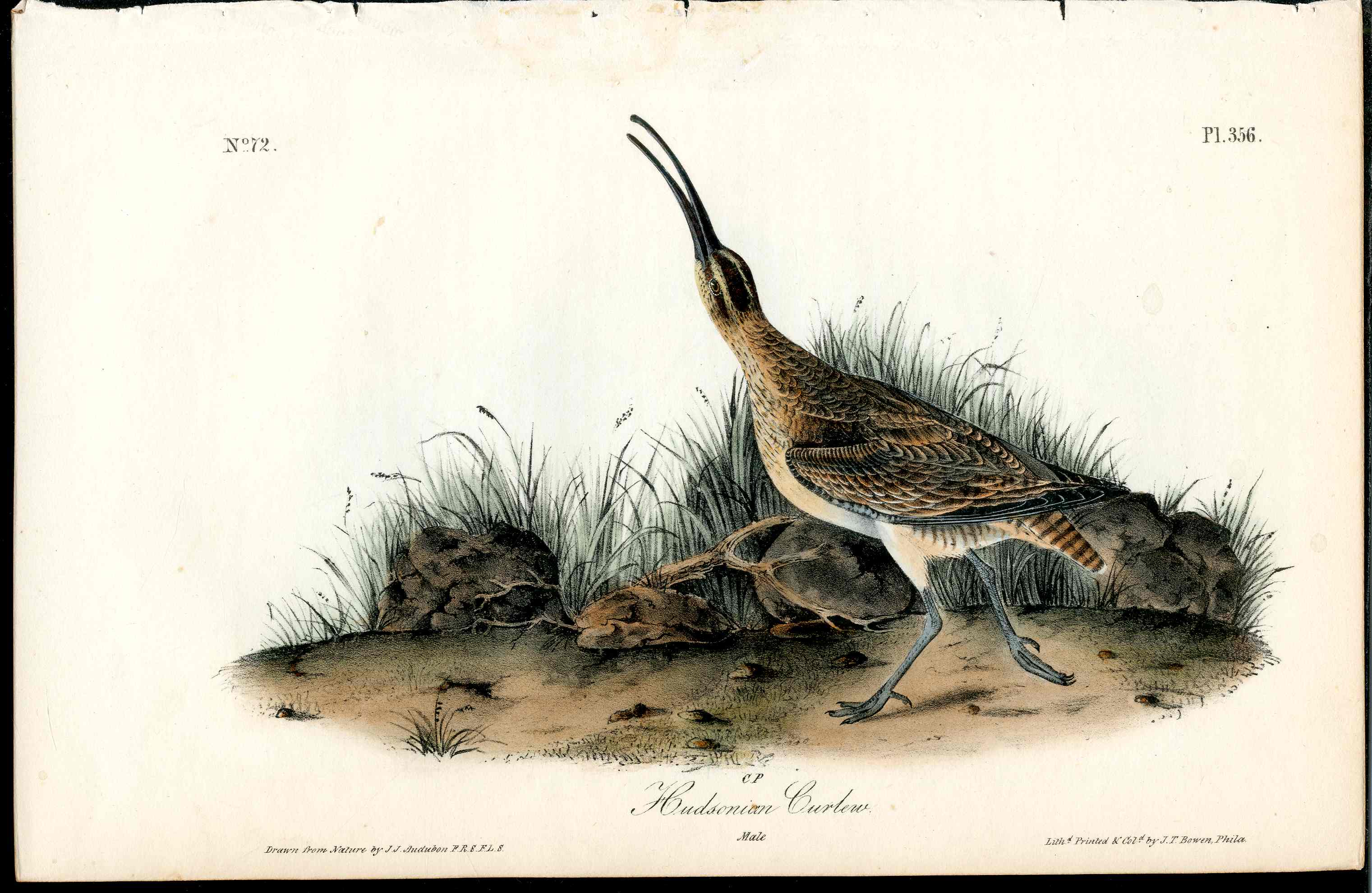 Audubon Birds 1840 Hudsonian Curlew - Panteek Antique Prints
