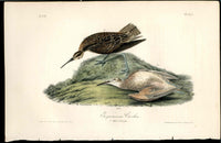 Audubon Birds 1840 Esquimaux Curlew EXTINCT - Panteek Antique Prints