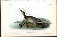 Audubon Birds 1840 Brewers Duck - Panteek Antique Prints