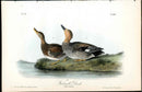 Audubon Birds 1840 Gadwell Duck - Panteek Antique Prints