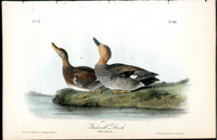 Audubon Birds 1840 Gadwell Duck - Panteek Antique Prints