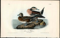 Audubon Birds 1840 American Widgeon - Panteek Antique Prints