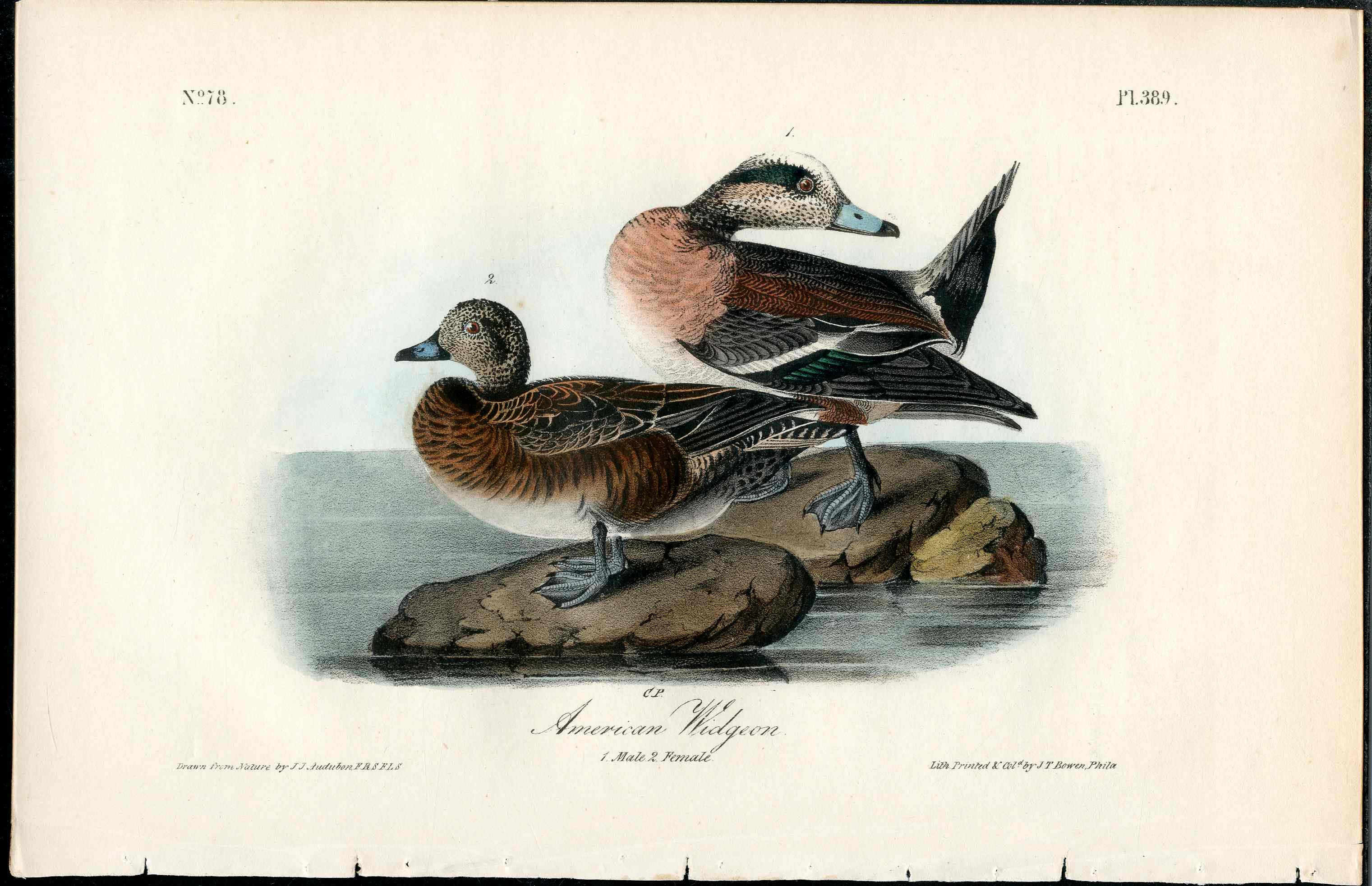 Audubon Birds 1840 American Widgeon