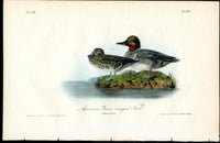 Audubon Birds 1840 American Green Winged Teal - Panteek Antique Prints