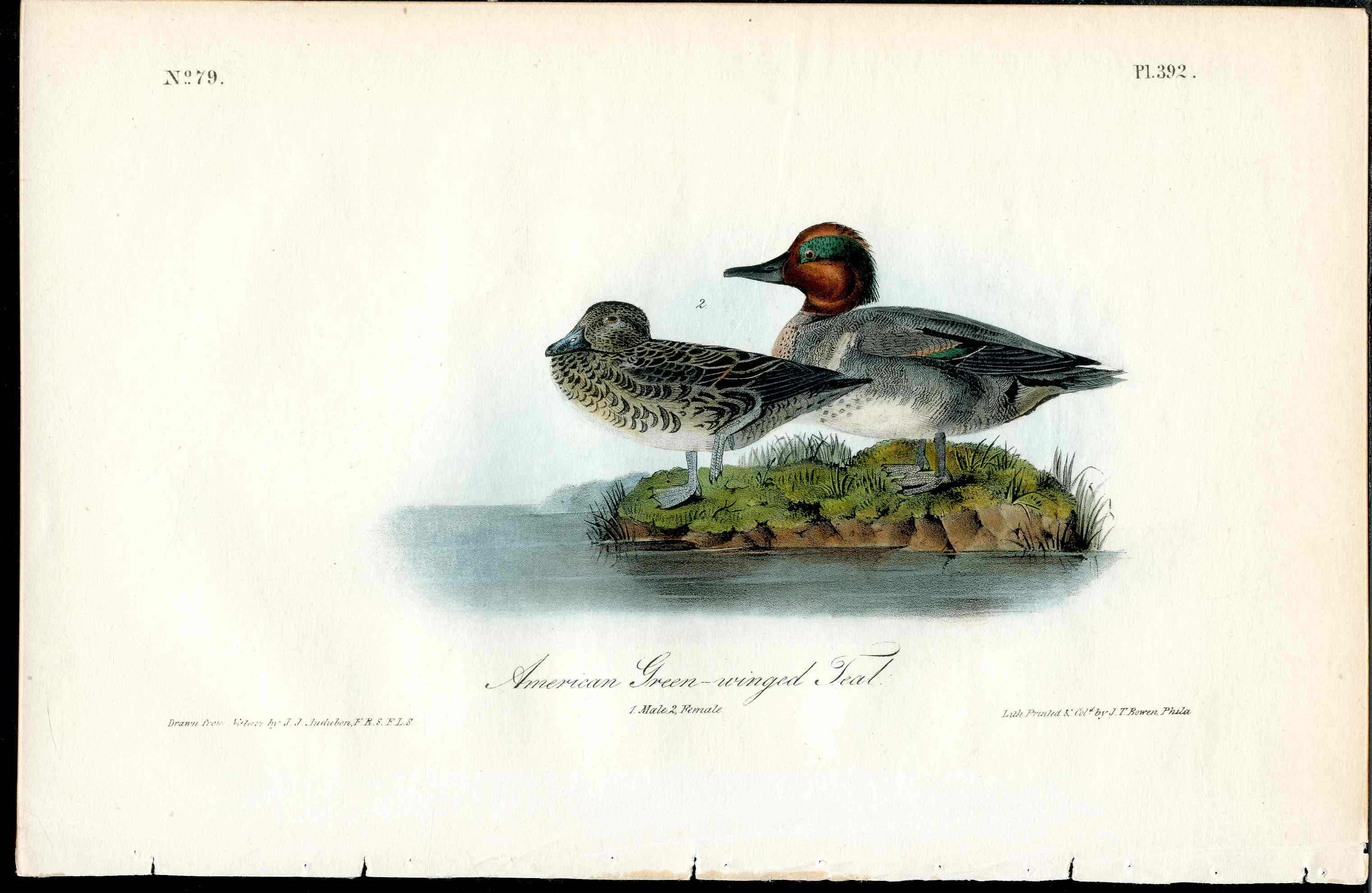 Audubon Birds 1840 American Green Winged Teal