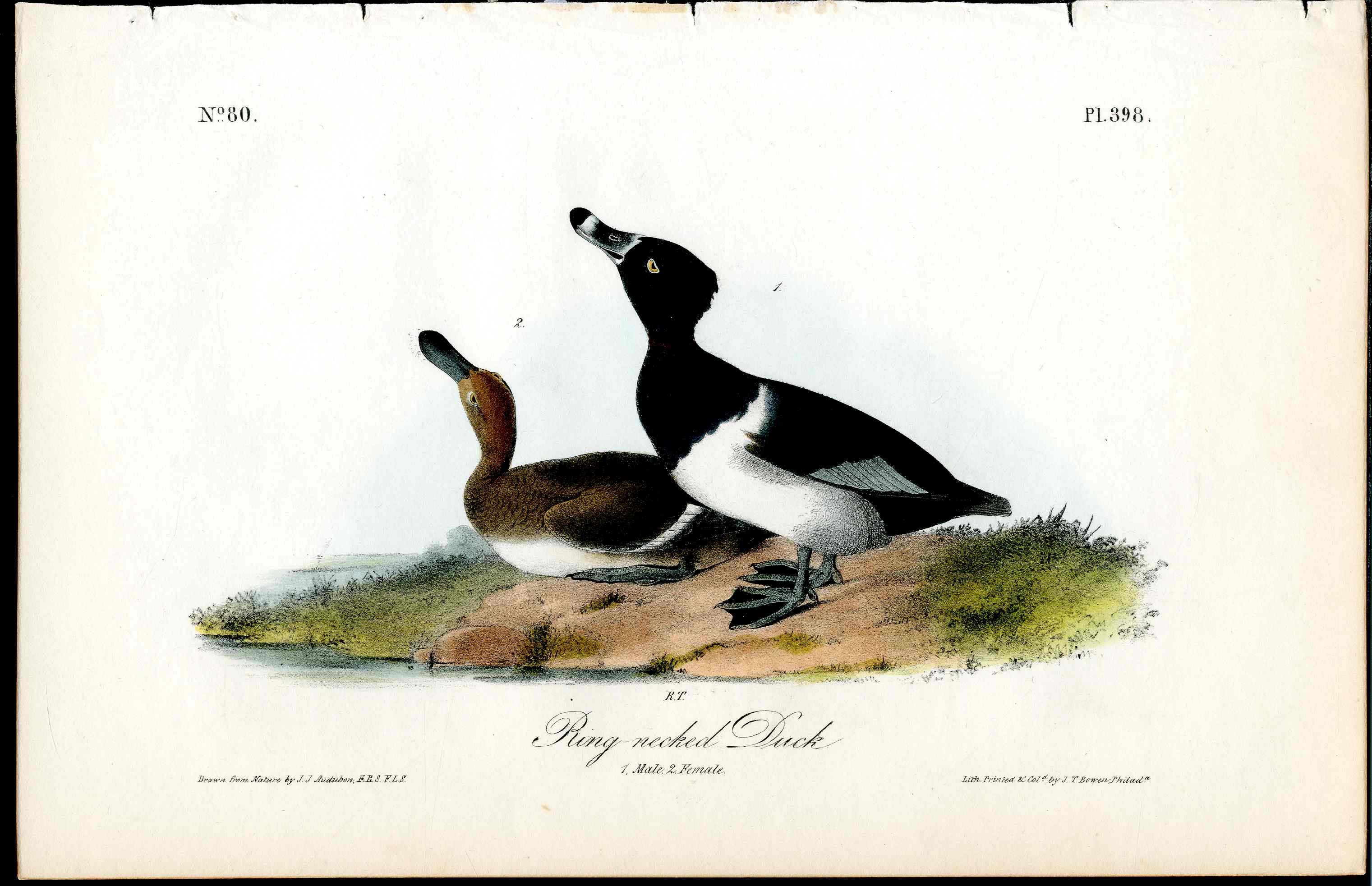 Audubon Birds 1840 Ring Necked Duck