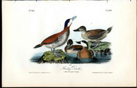 Audubon Birds 1840 Ruddy Duck - Panteek Antique Prints
