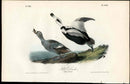 Audubon Birds 1840 Pied Duck - Panteek Antique Prints