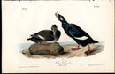 Audubon Birds 1840 Velvet Duck - Panteek Antique Prints