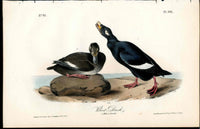 Audubon Birds 1840 Velvet Duck - Panteek Antique Prints