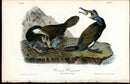 Audubon Birds 1840 Common Cormorant - Panteek Antique Prints