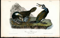 Audubon Birds 1840 Common Cormorant - Panteek Antique Prints