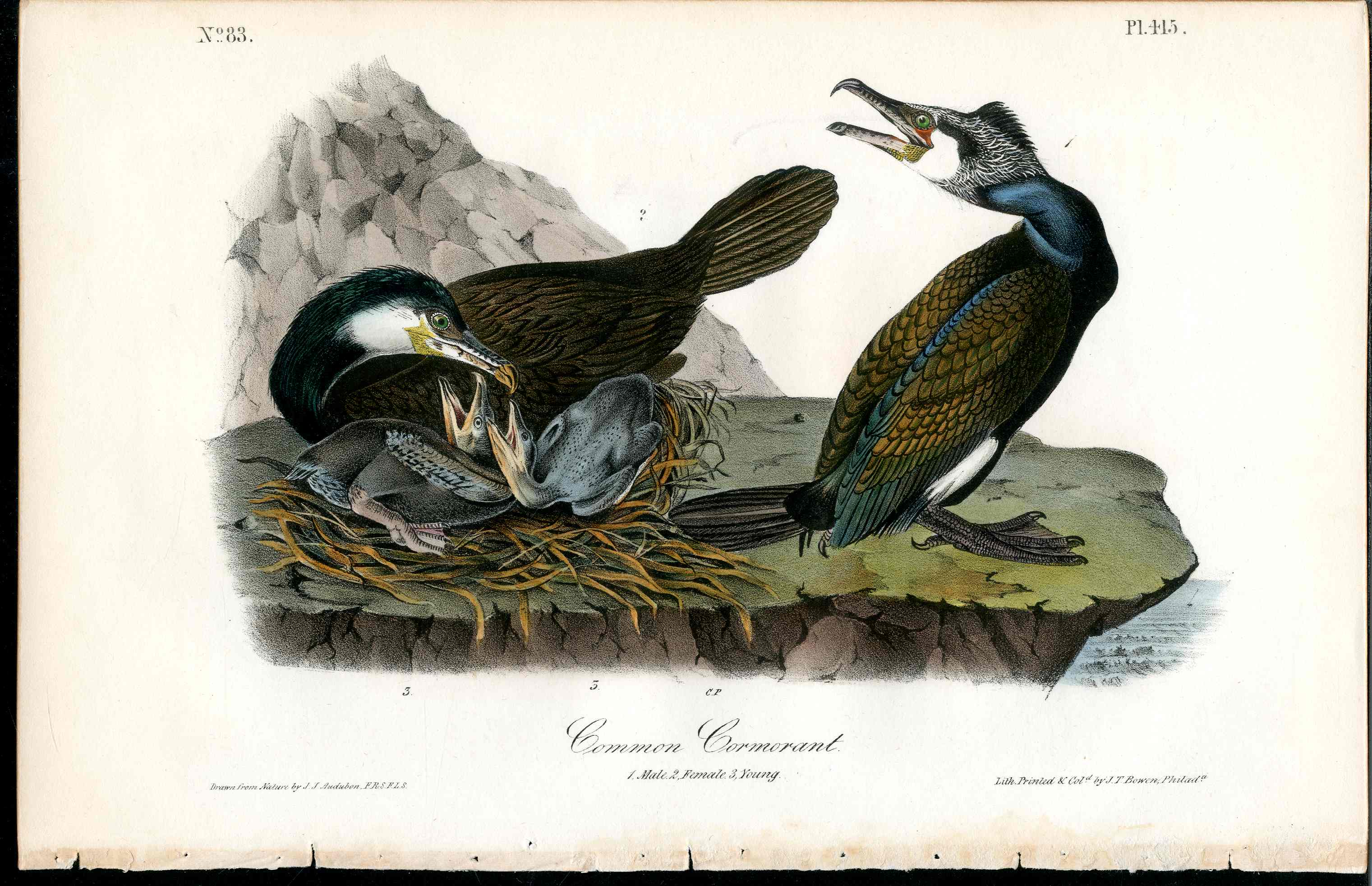 Audubon Birds 1840 Common Cormorant