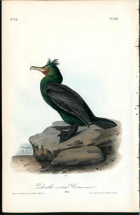 Audubon Birds 1840 Double Crested Cormorant - Panteek Antique Prints