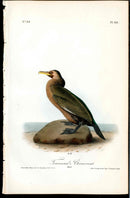 Audubon Birds 1840 Townsend's Cormorant - Panteek Antique Prints