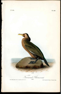 Audubon Birds 1840 Townsend's Cormorant - Panteek Antique Prints