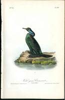 Audubon Birds 1840 Violet Green Cormorant - Panteek Antique Prints