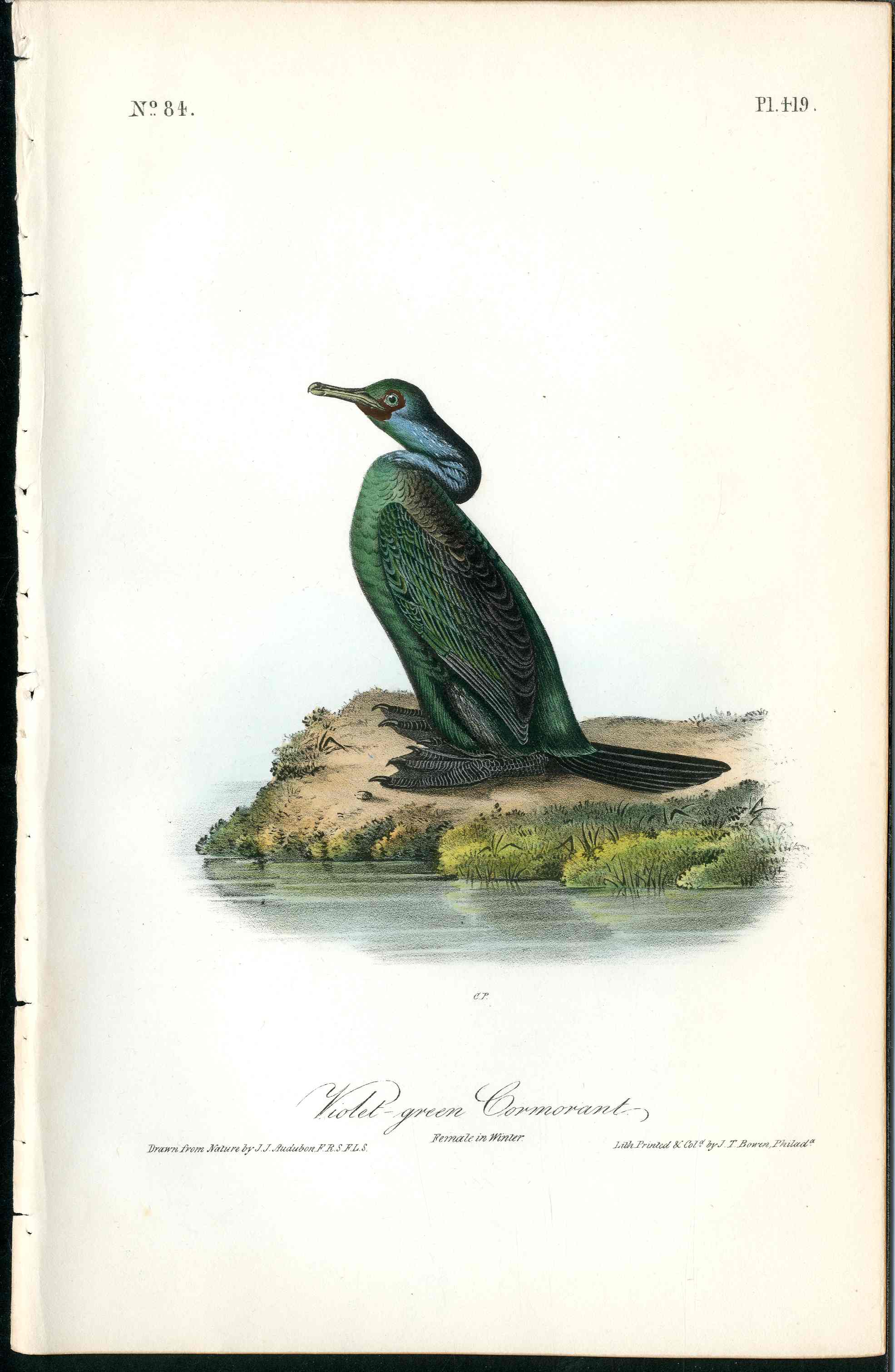 Audubon Birds 1840 Violet Green Cormorant