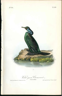 Audubon Birds 1840 Violet Green Cormorant - Panteek Antique Prints
