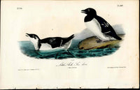 Audubon Birds 1840 Little Auk Sea Dove - Panteek Antique Prints