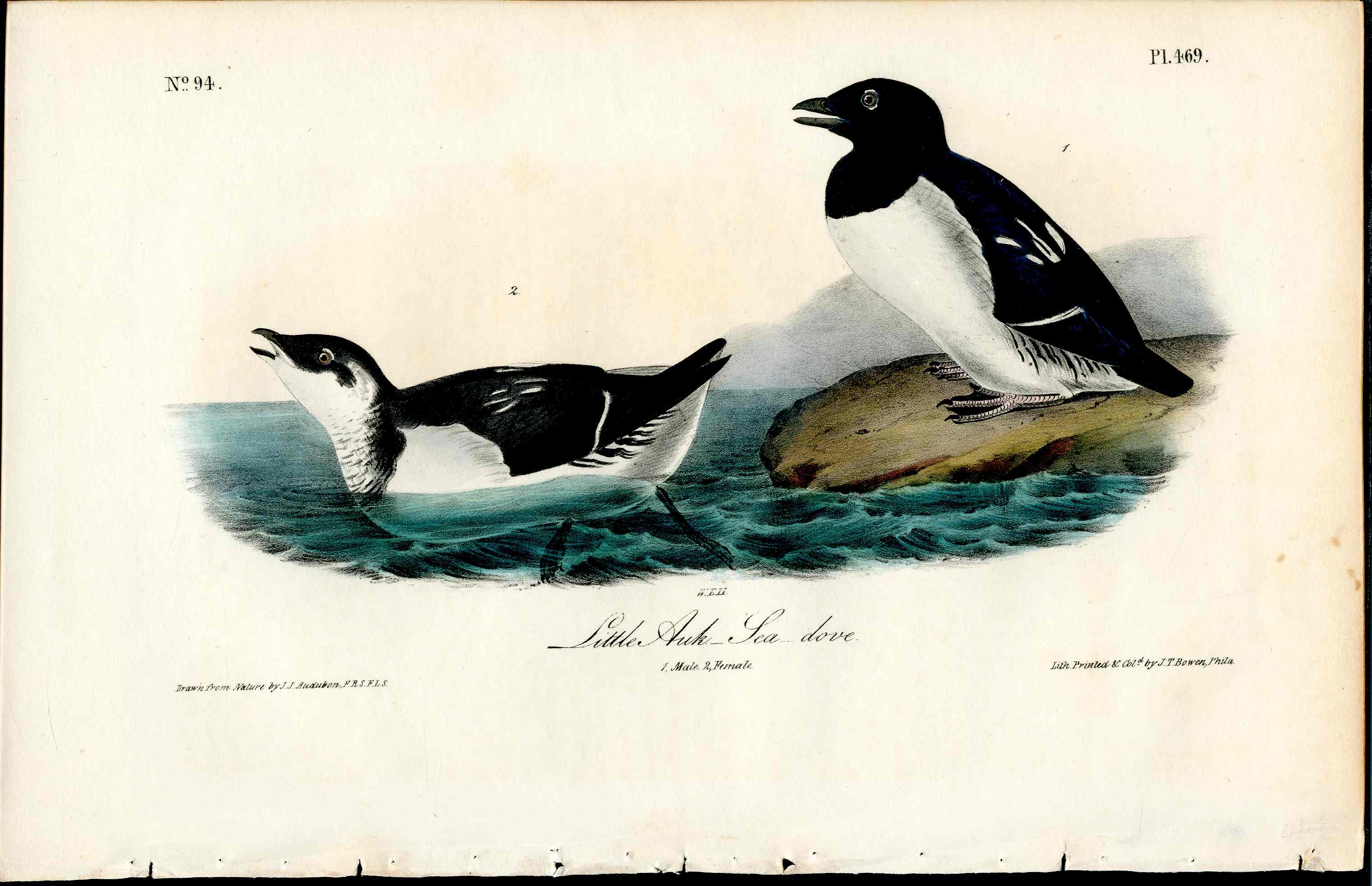 Audubon Birds 1840 Little Auk Sea Dove