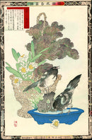 Kono Bairei Kacho Gafu 1st Edition, Flowering Kale and Eurasian Magpie - Panteek Antique Prints