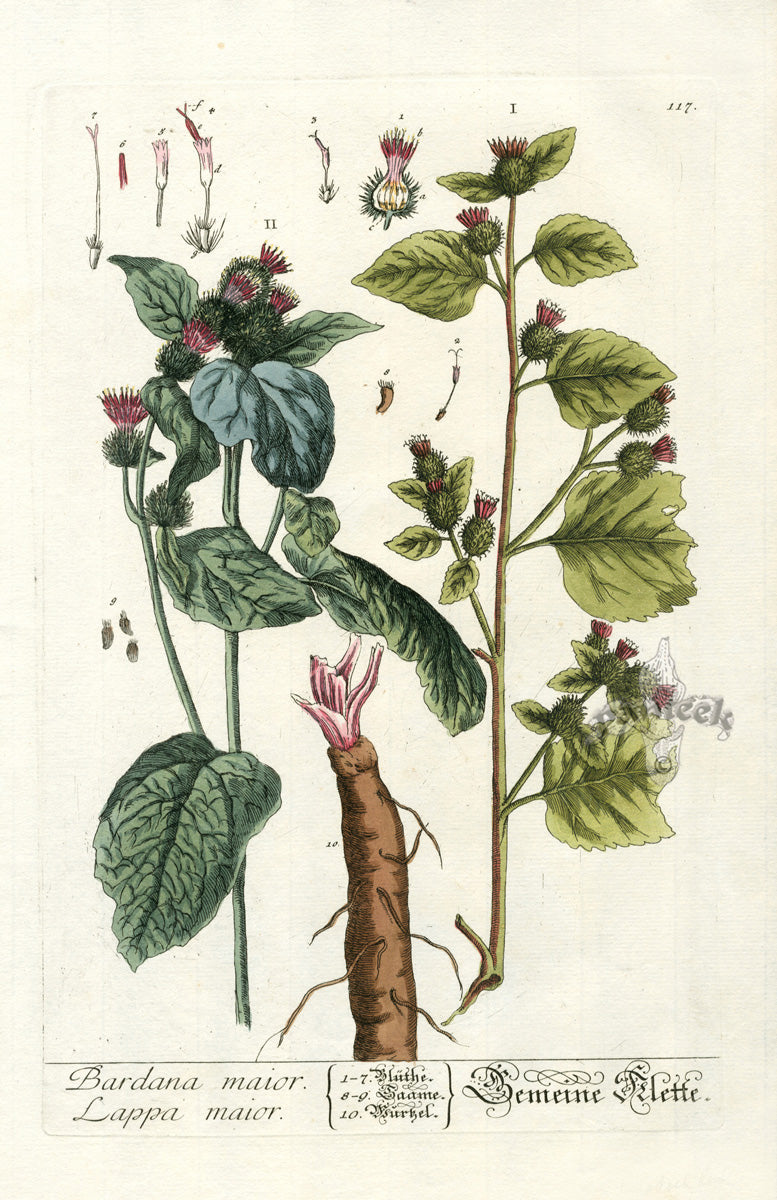 Elizabeth Blackwell Herbarium Original Antique Print Greater Burdock