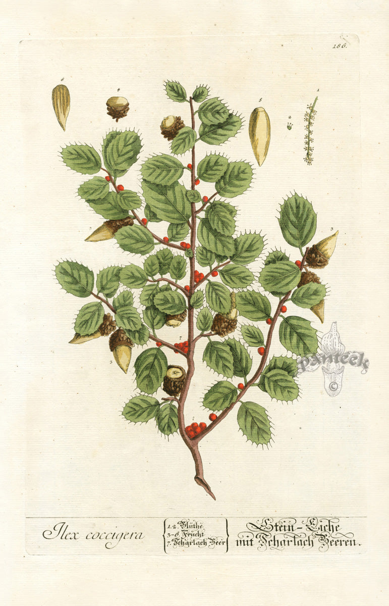 Elizabeth Blackwell Herbarium Original Antique Print Holly Tree, Berries