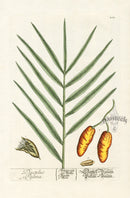 Elizabeth Blackwell Herbarium Original Antique Print Flowering Palm, Dates