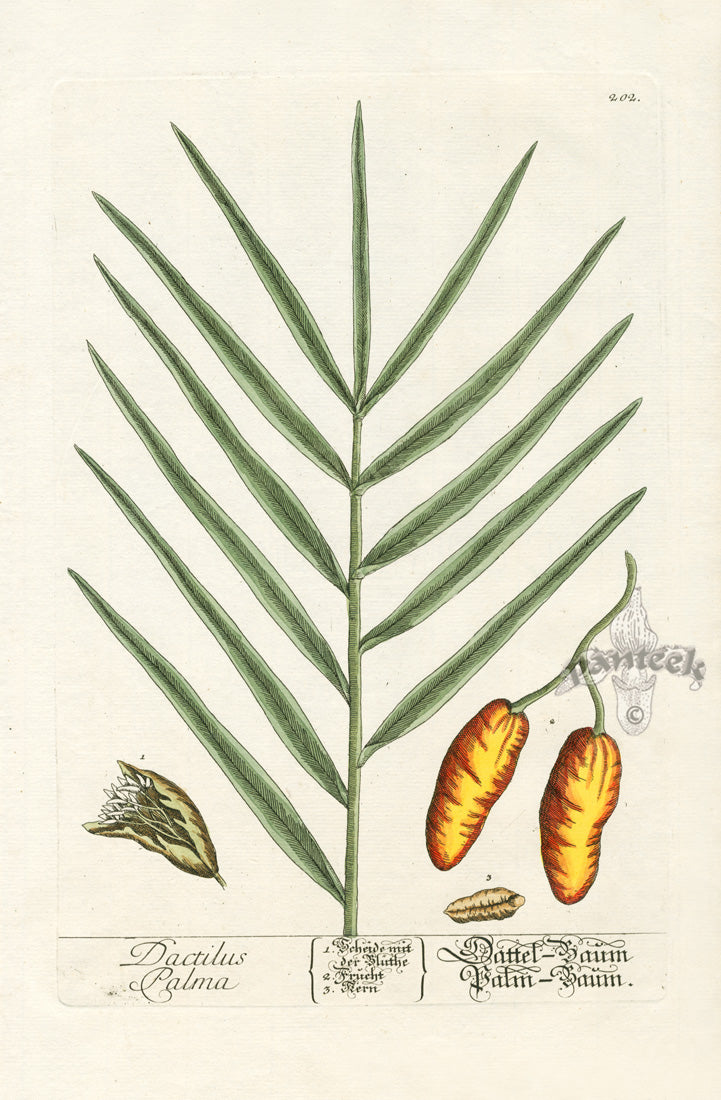 Elizabeth Blackwell Herbarium Original Antique Print Flowering Palm, Dates