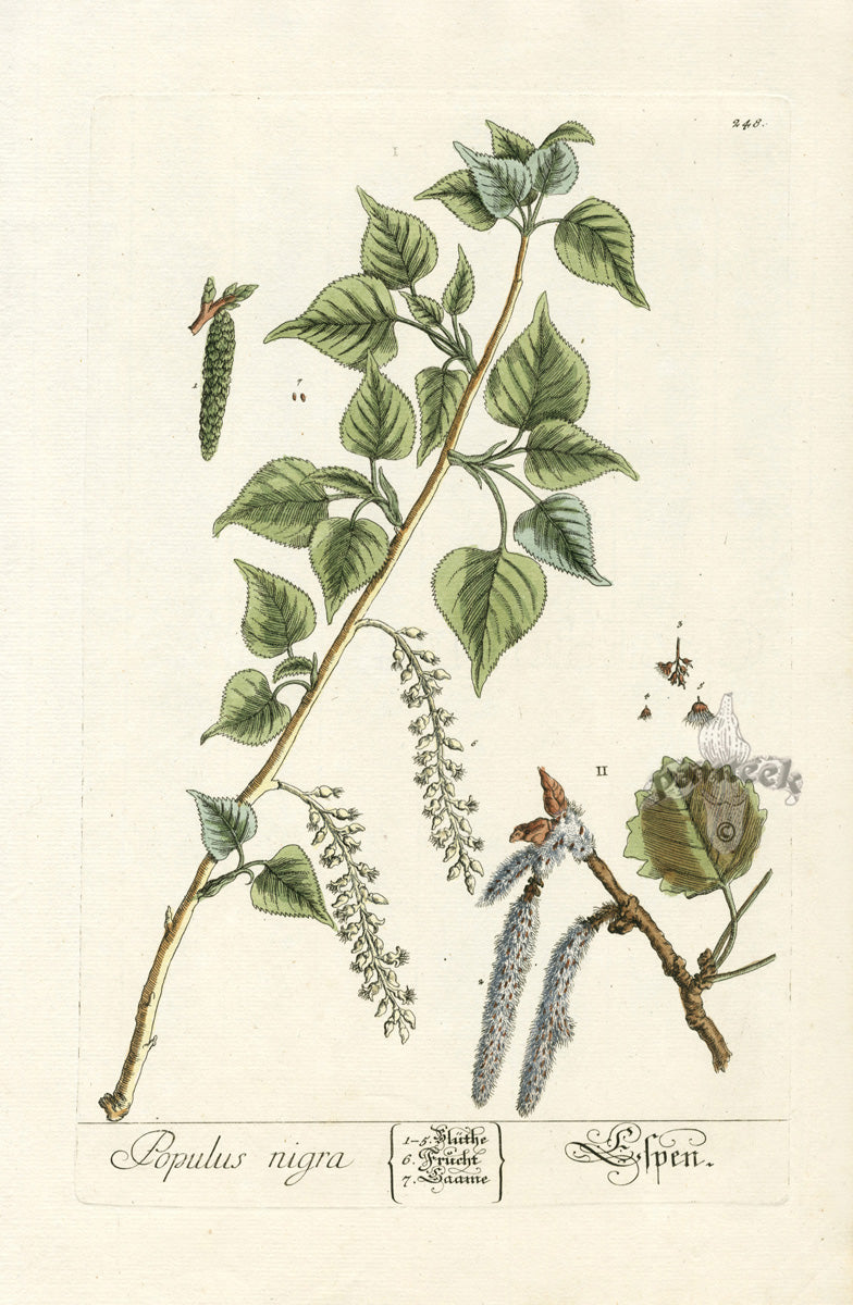 Elizabeth Blackwell Herbarium Original Antique Print Black Poplar Tree