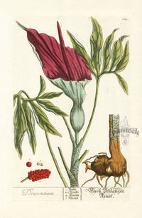 Elizabeth Blackwell Herbarium Original Antique Print Voodoo Arum Lily