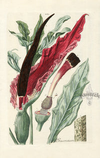 Elizabeth Blackwell Herbarium Original Antique Print Voodoo Lily